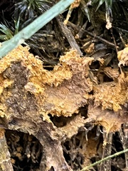 Phlebia radiata