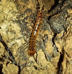 Lithobius variegatus