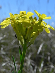 Erysimum pseudorhaeticum