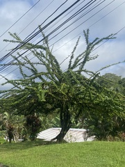 Crescentia cujete