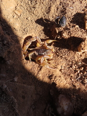 Buthus ibericus