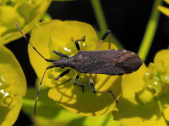 Dicranocephalus albipes