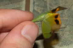 Odontoptera carrenoi