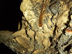 Lithobius variegatus