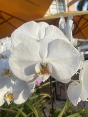 Phalaenopsis