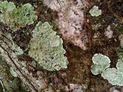 Cryptothecia striata