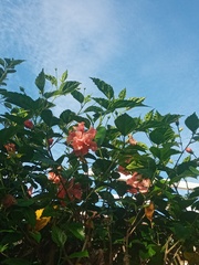Hibiscus rosa-sinensis