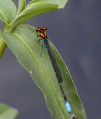 Pseudagrion punctum