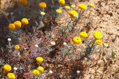 Oncosiphon grandiflorus