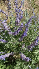 Salvia yangii