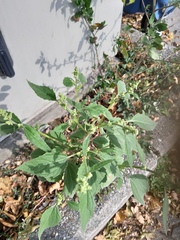 Cyclachaena xanthiifolia