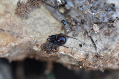 Steatoda paykulliana