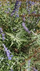 Salvia yangii