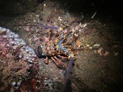 Panulirus inflatus