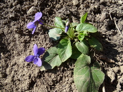 Viola hirta