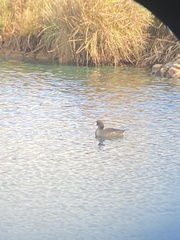 Fulica americana americana