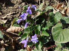 Viola hirta