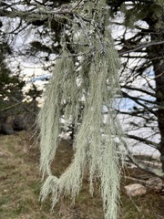 Usnea longissima