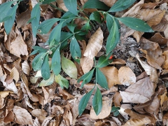 Ruscus hypoglossum