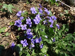 Viola hirta
