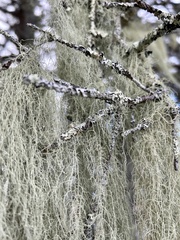 Usnea longissima
