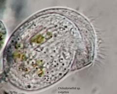 Chlamydonella