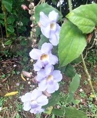 Thunbergia laurifolia image