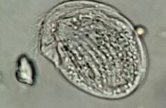 Chlamydonella
