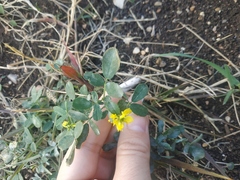 Melilotus officinalis