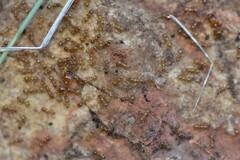 Myrmecophilus myrmecophilus