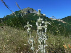 Marrubium incanum