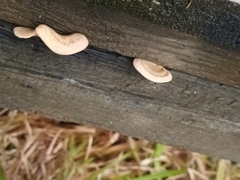 Gloeophyllum sepiarium