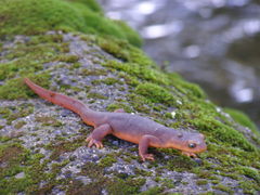 Sierra Newt photo 2