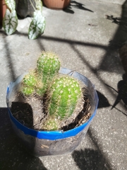 Trichocereeae