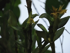Epidendrum