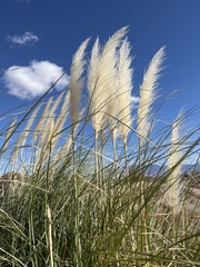 Cortaderia selloana