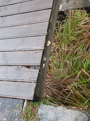 Gloeophyllum sepiarium