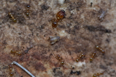 Myrmecophilus myrmecophilus