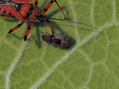 Mesagroicus piliferus