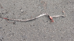 Pseudelaphe phaescens