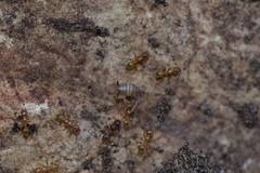 Myrmecophilus myrmecophilus