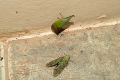 Odontoptera carrenoi