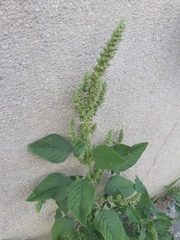 Amaranthus retroflexus