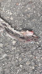 Pseudelaphe phaescens