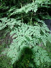 Moringa oleifera