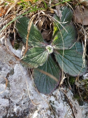 Ajuga orientalis