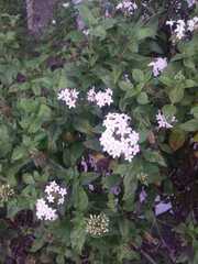 Plectranthus ciliatus