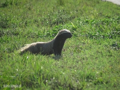 Galictis cuja
