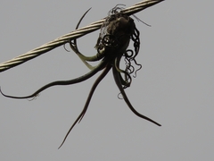 Tillandsia caput-medusae