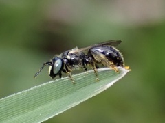 Braunsapis puangensis